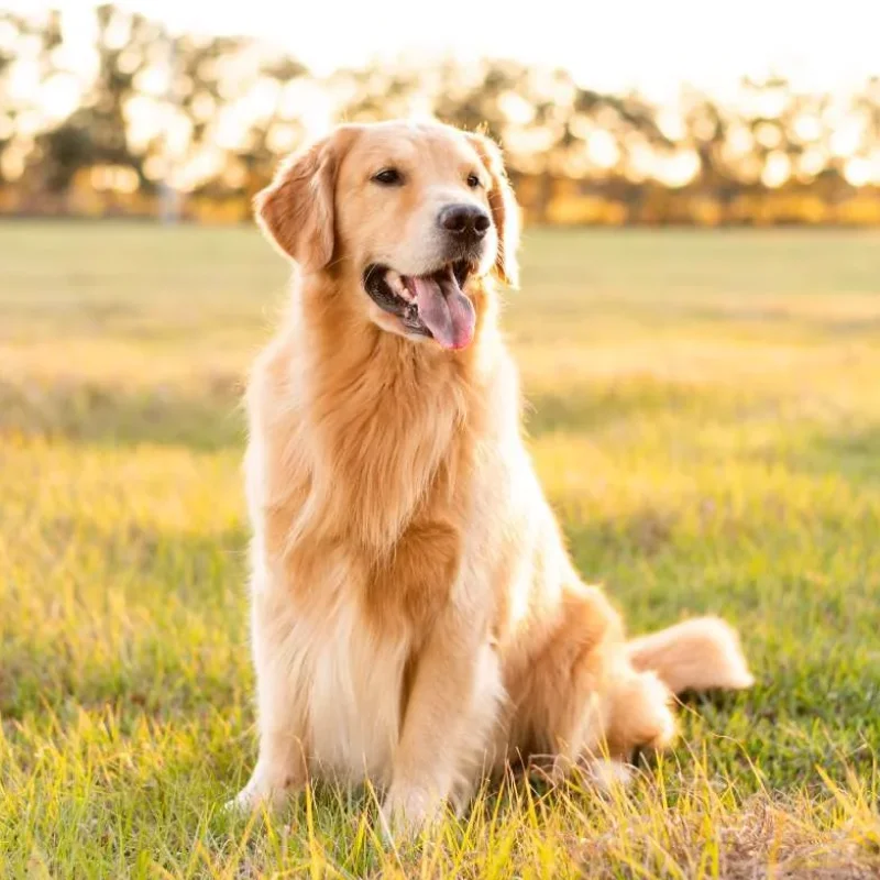 A golden retriever sitting in a sunlit field